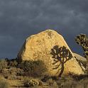 Approaching storm, 
Joshua Tree